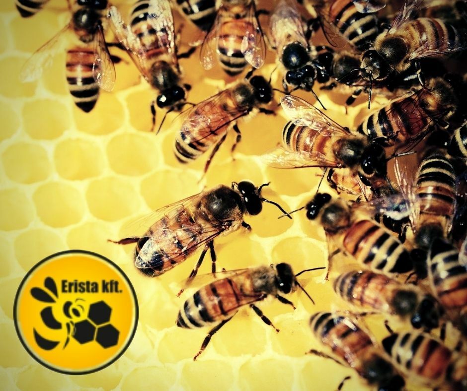 Erista méhész webáruház, varroa atka elleni szerek