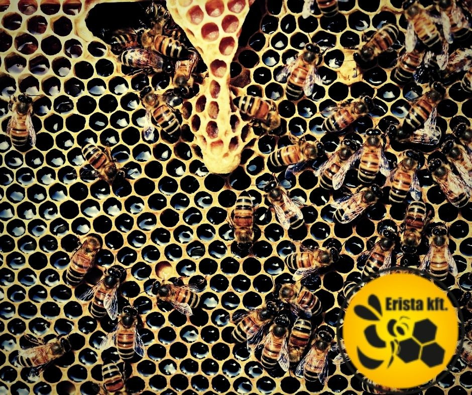 Mi az a varroa atka? Varroa atka története.