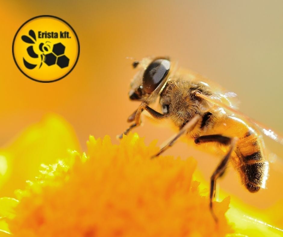 gyógyszeres cukorlepény méheknek