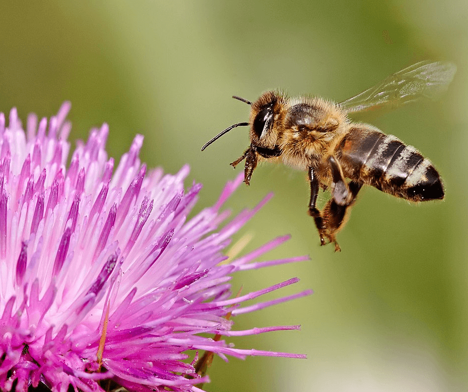 Halott méhek cukorbetegség kezelésére