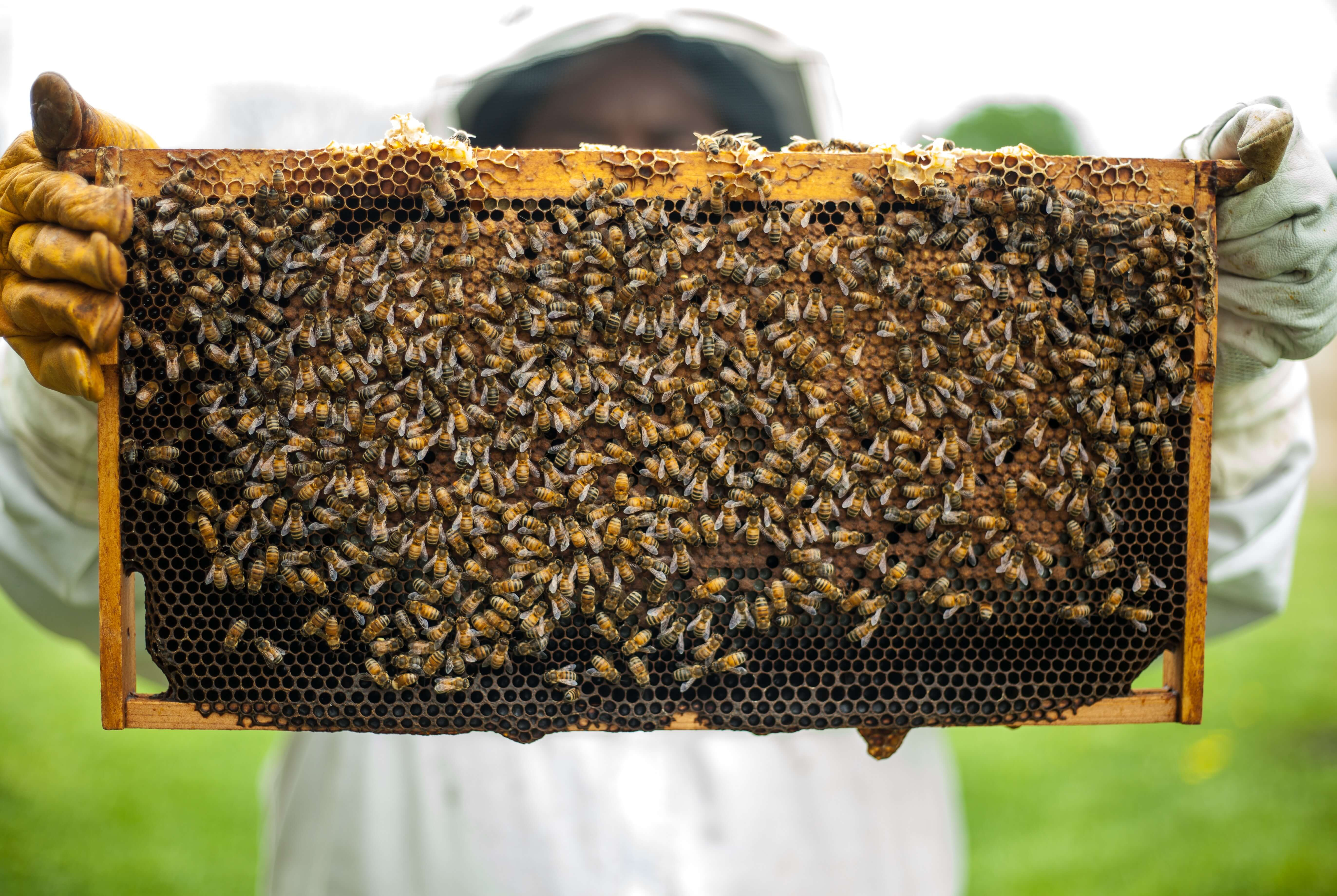nozéma kezelése az egészséges méhészetért