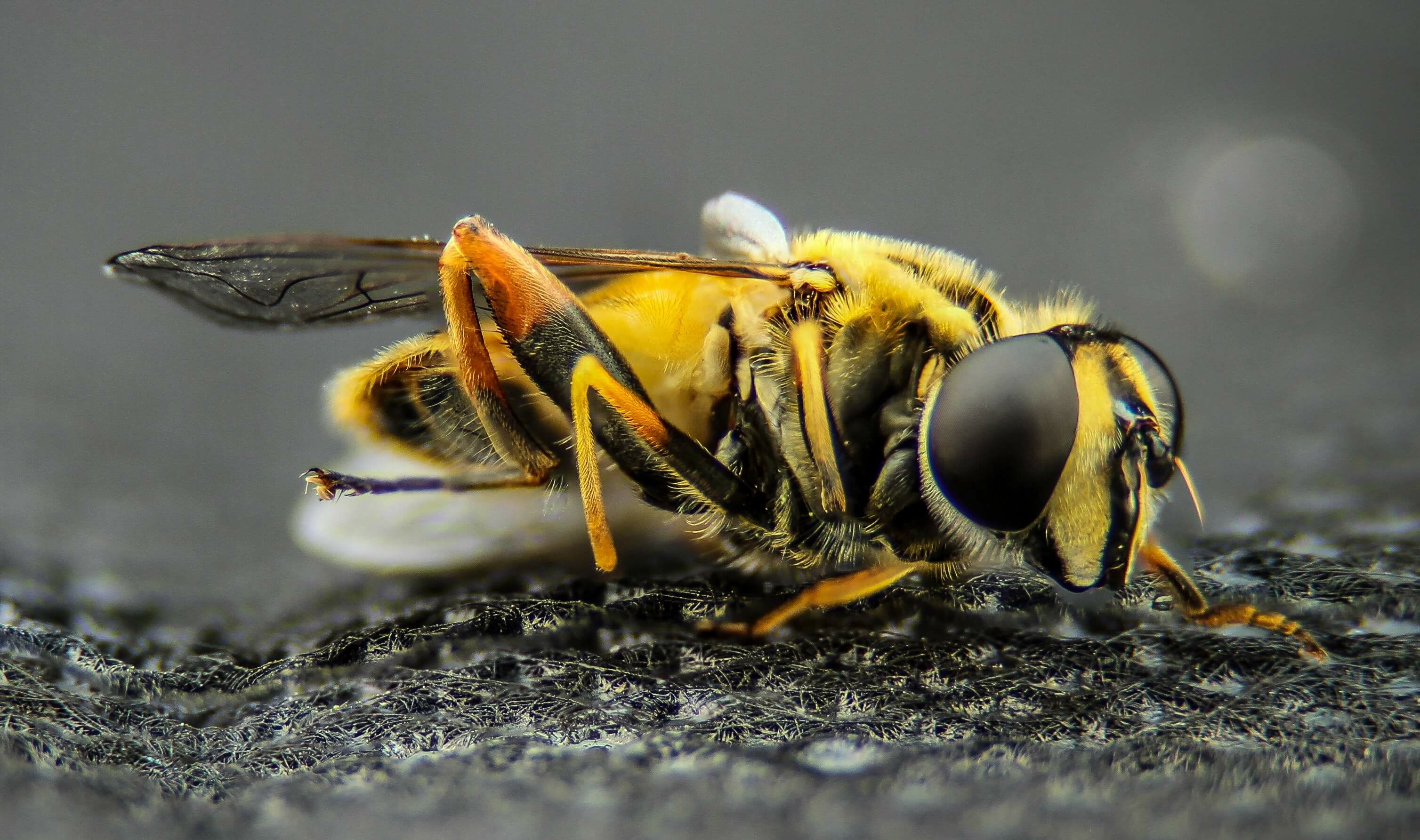 mindent a nozéma - nosema méhbetegségről