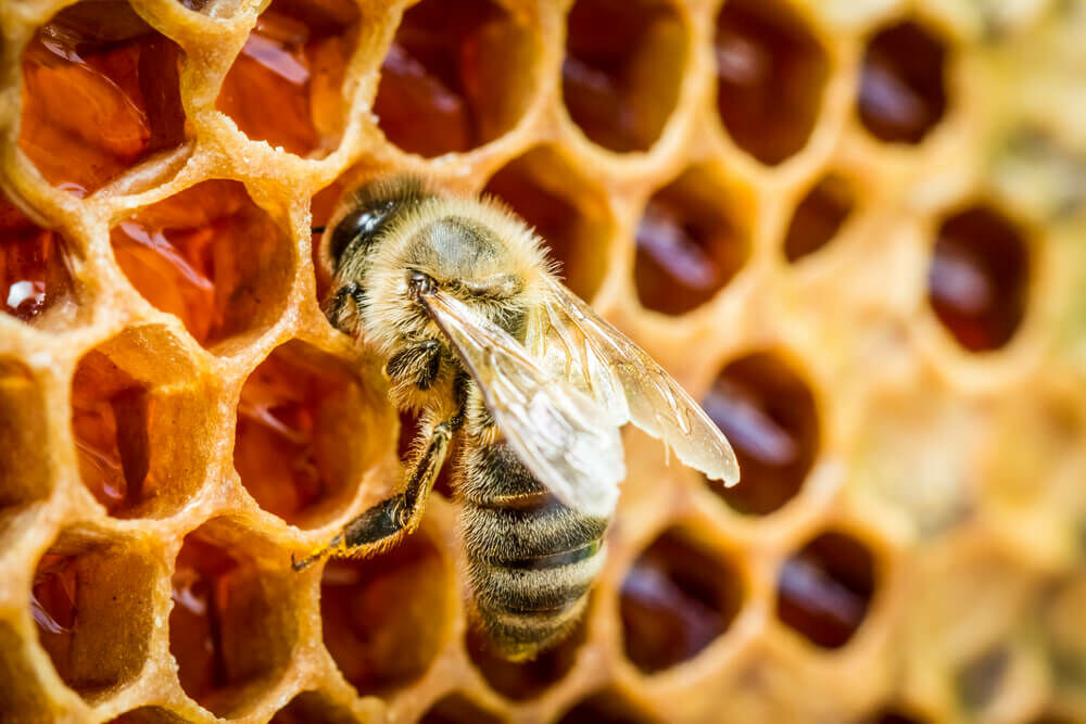 méh parazita elleni védekezés