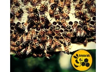 Lítium - klorid használata varroa atka ellen!