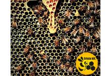 Mi az a varroa atka? Varroa atka története.