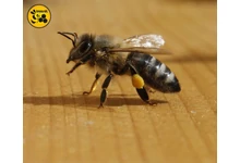 6 dolog, ami miatt jó választás az Api bioxal!