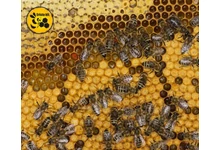 4 dolog, amiért méhészként érdemes az Api Bioxal mellett dönteni!