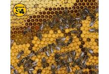 4 dolog, amiért méhészként érdemes az Api Bioxal mellett dönteni!