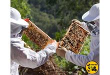 4 dolog, amely által az Az Api Go növeli a méhészet teljesítményét