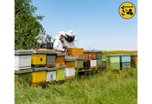 4 ok, amiért jó választás az Api Herb!