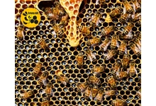 Az Api Life Var impregnált csík remek megoldás lehet varroa atka ellen