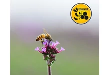 ​Gyógyszeres cukorlepény méheknek