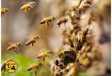Tökéletes választás az Api Bioxal a méhállomány egészségéért
