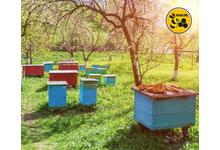 Az Api Bioxal segít az egészséges méhek és bőséges mézhozam elérésben!