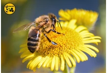 A legjobb méhészeti eszközök a szakma sikerességéért